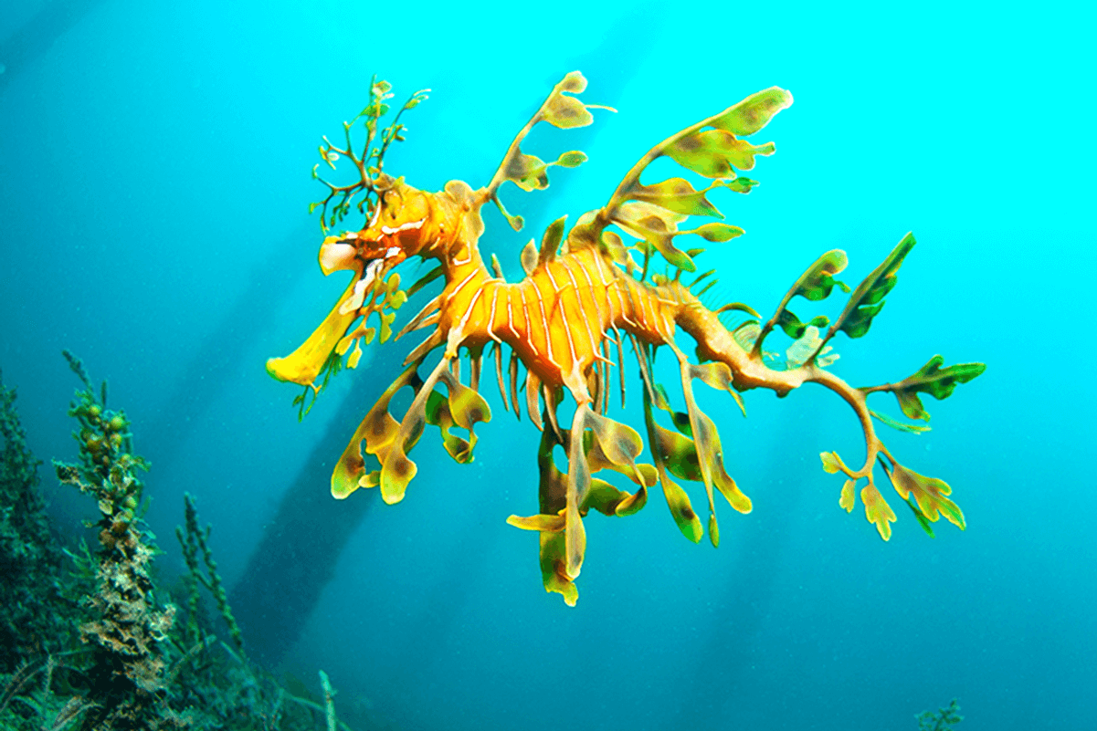 Dragón marino foliáceo