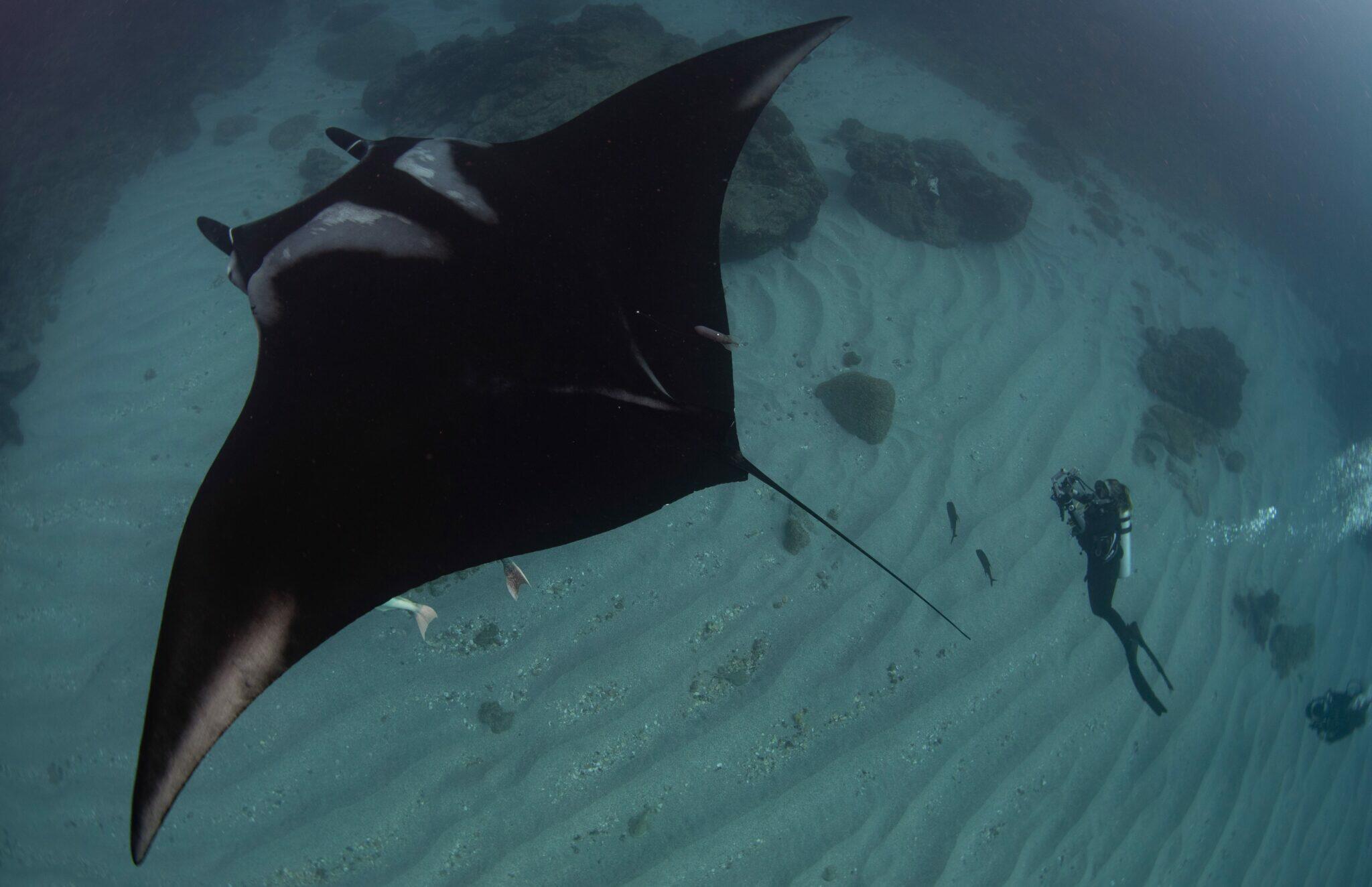 Manta gigante