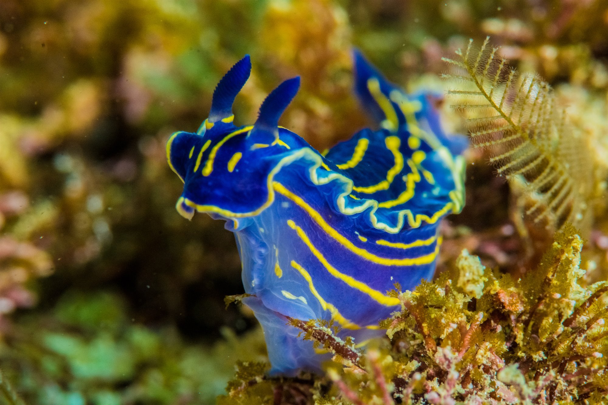 Nudibranquio azul