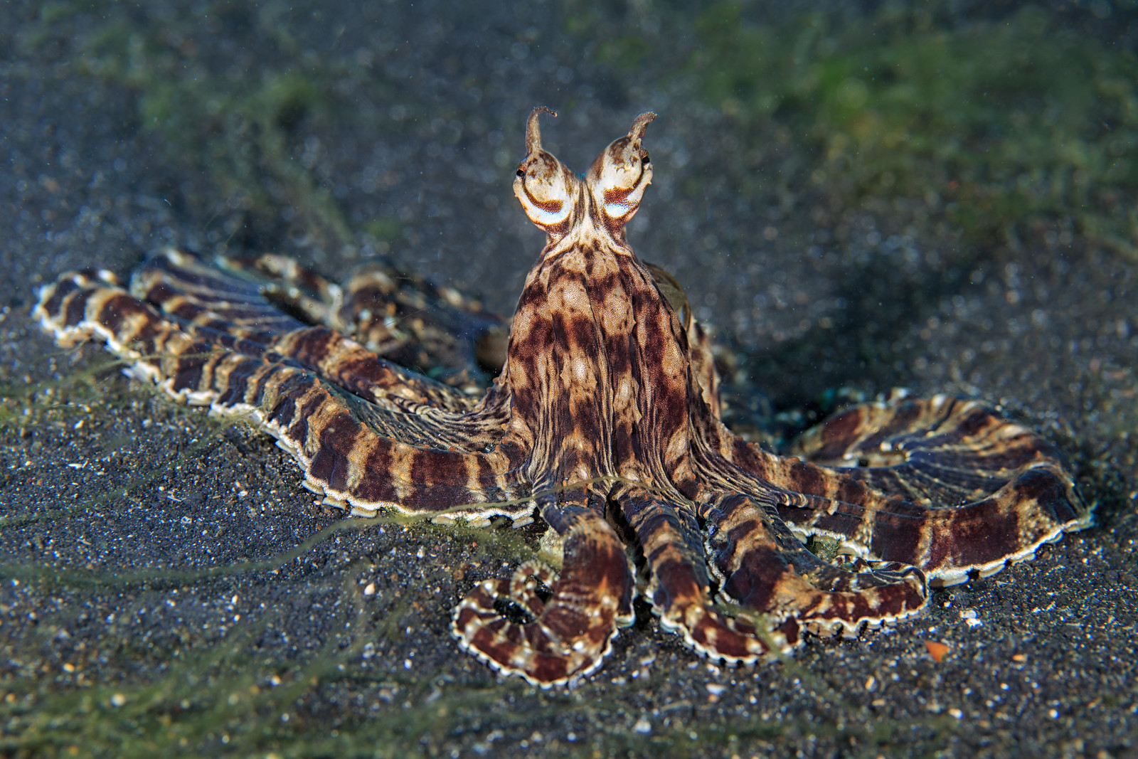 Pulpo mimo