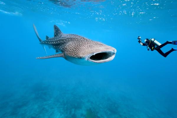 Tiburón ballena